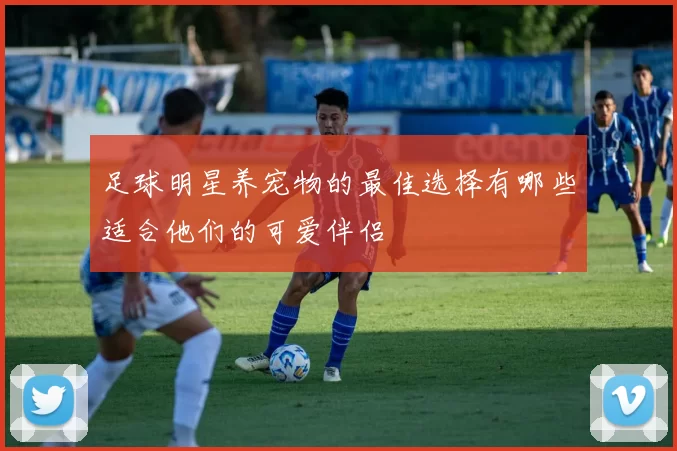 足球明星养宠物的最佳选择有哪些适合他们的可爱伴侣