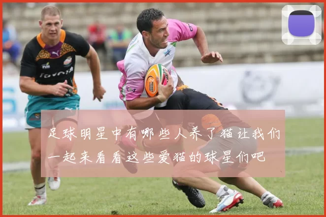 足球明星中有哪些人养了猫让我们一起来看看这些爱猫的球星们吧